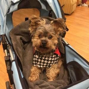 Meet your Posher, Debbie